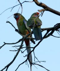 Platycercus elegans adelaidae