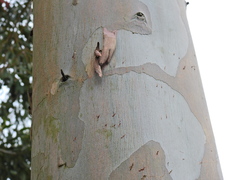 Eucalyptus gunnii