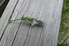 Rostellularia procumbens
