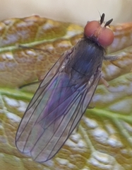 Heteromyza commixta