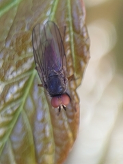 Heteromyza commixta
