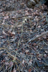 Fritillaria viridea
