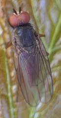 Heteromyza commixta