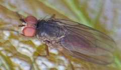 Heteromyza commixta