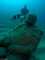 Serranus papilionaceus