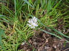 Allium trifoliatum