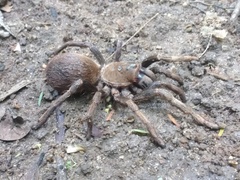 Proshapalopus multicuspidatus