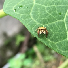 Salticidae