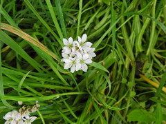 Allium trifoliatum