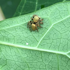 Salticidae