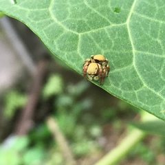 Salticidae