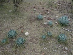 Agave applanata