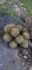 Mammillaria karwinskiana karwinskiana
