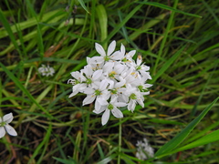 Allium trifoliatum