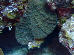 Mycetophyllia