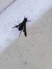 Delphinia picta