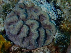 Mycetophyllia