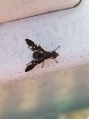 Delphinia picta