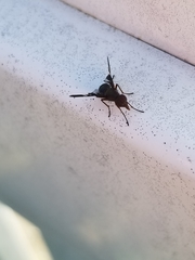 Delphinia picta