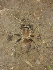 Proshapalopus multicuspidatus