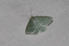 Chlorissa viridata