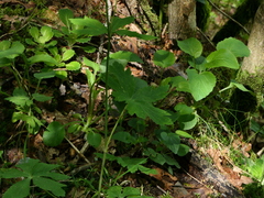 Ranunculus platanifolius