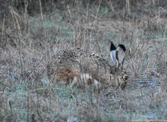 Lepus granatensis