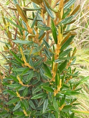Miconia salicifolia