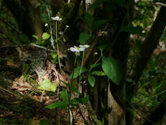 Ranunculus platanifolius