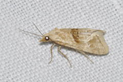 Cochylimorpha straminea