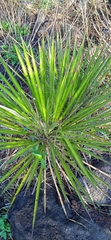 Yucca periculosa