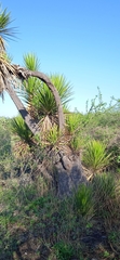 Yucca periculosa