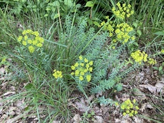 Euphorbia seguieriana