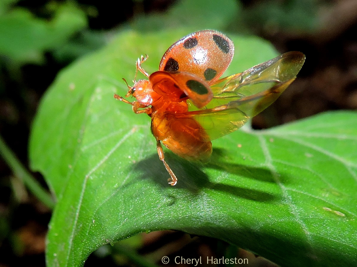 Ladybugs, Family Coccinellidae