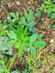 Melilotus suaveolens