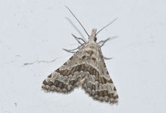 Alucita grammodactyla