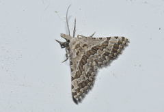 Alucita grammodactyla