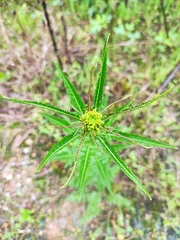 Rorippa globosa