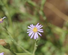 Vittadinia cuneata