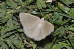 Chlorissa viridata