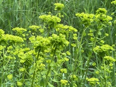Euphorbia seguieriana
