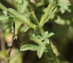 Vittadinia cuneata