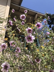 Malva subovata