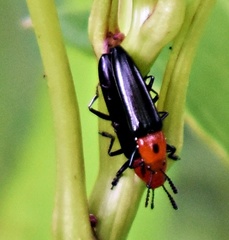 Languria bicolor