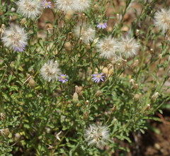 Vittadinia cuneata