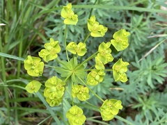 Euphorbia seguieriana