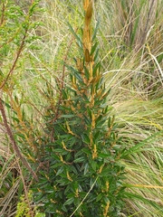 Miconia salicifolia