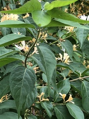 Lonicera maackii