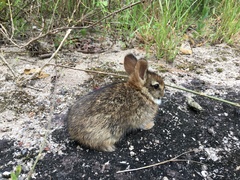 Sylvilagus brasiliensis