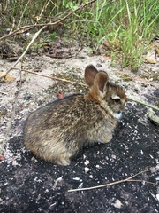 Sylvilagus brasiliensis